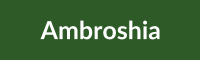 ambroshia_img